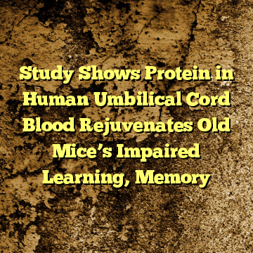 Study Shows Protein in Human Umbilical Cord Blood Rejuvenates Old Mice’s Impaired Learning, Memory